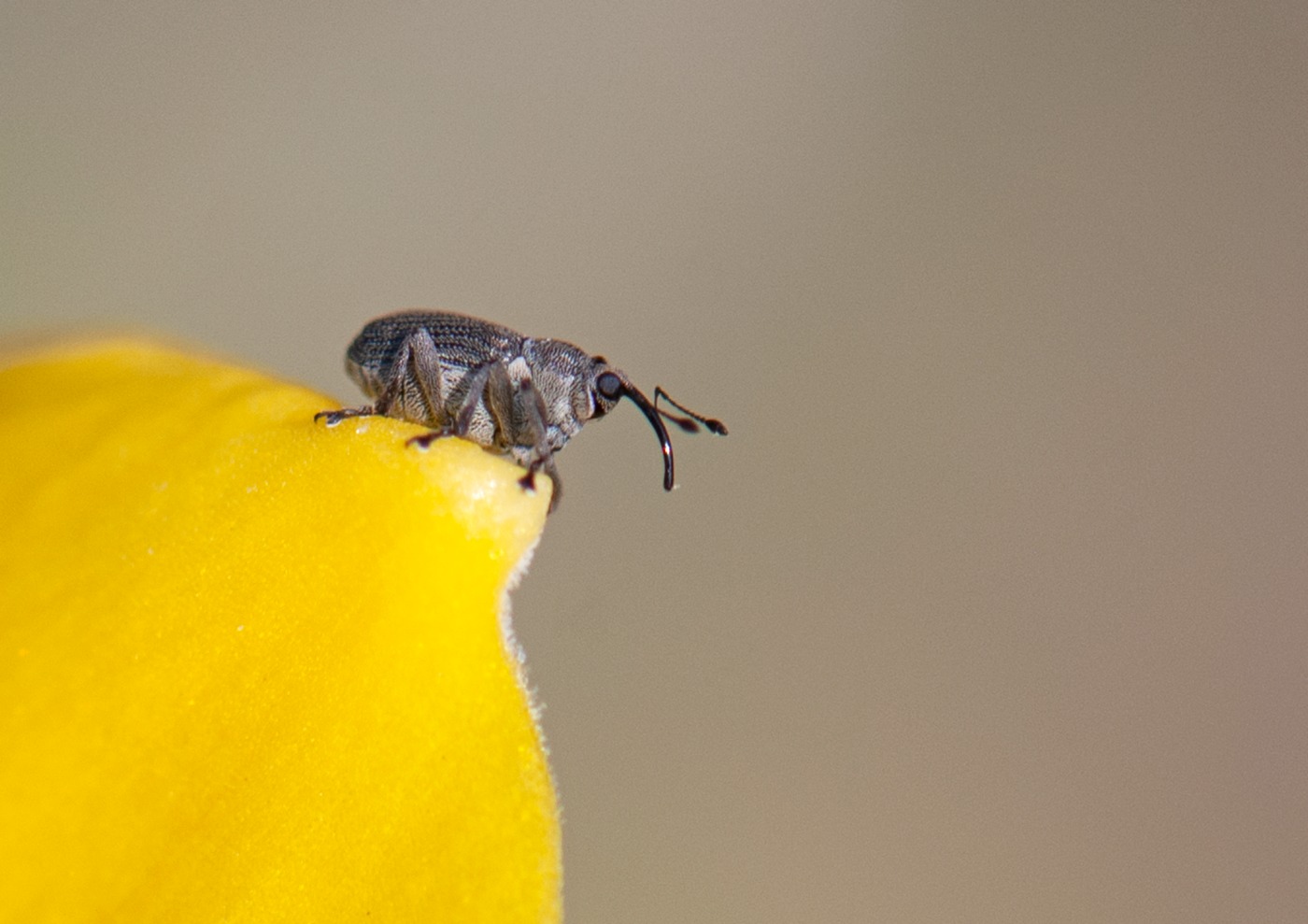 Ceutorhynchus sp. (Ceutorhynchus sp.)