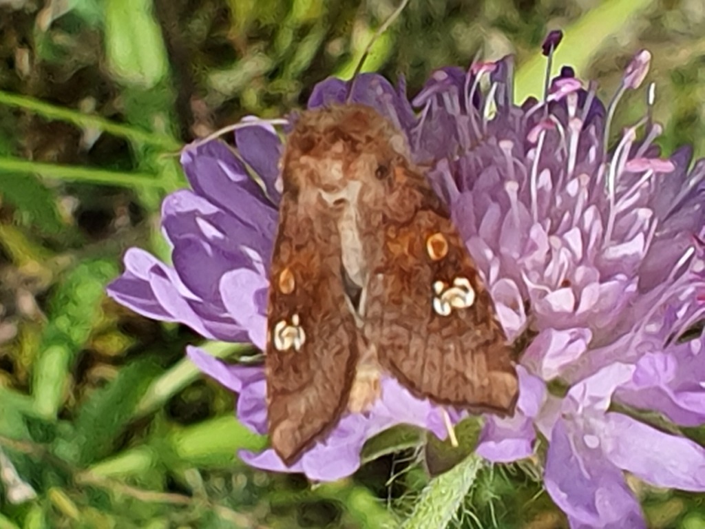 Sommerfugle (Lepidoptera) - Naturbasen - Danmarks Artsportal