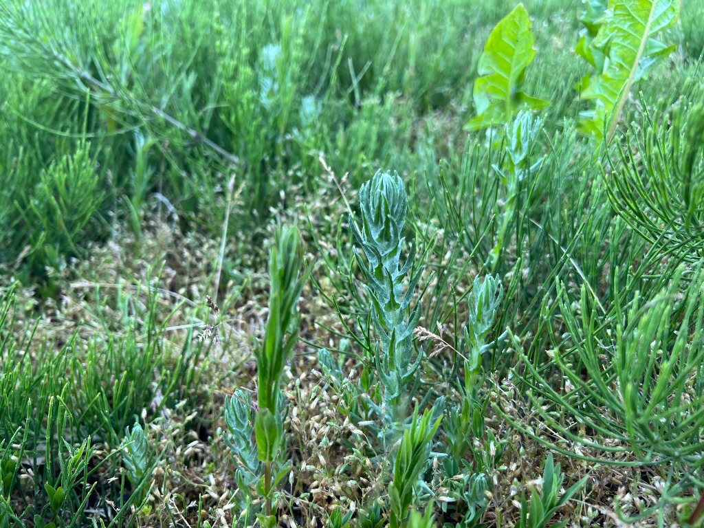 Arter Der Begynder Med 'Diaphora' - Naturbasen