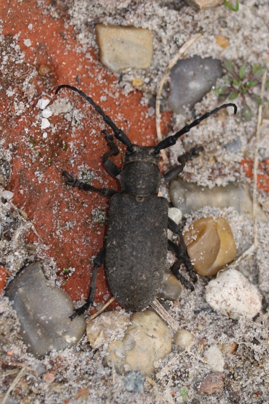 Væver (Lamia textor)