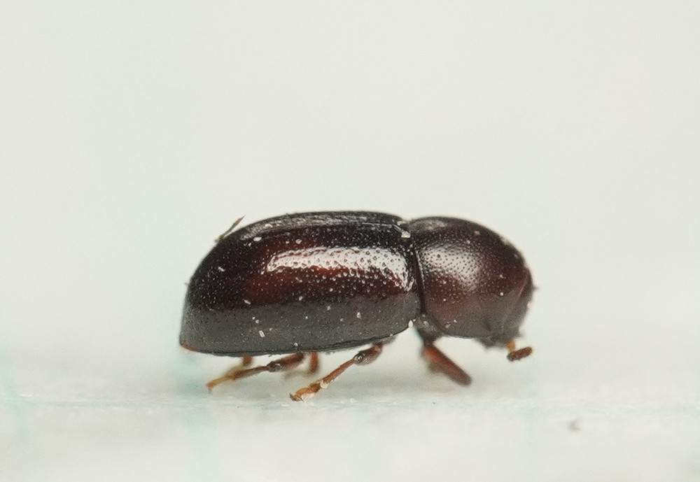 Cis jacquemartii (Cis jacquemartii)