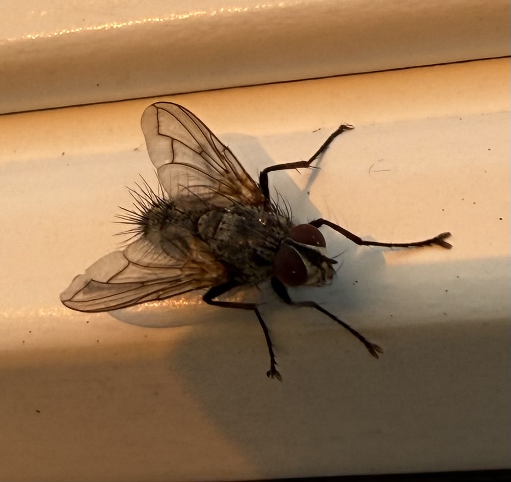 Estheria sp. (Estheria sp.)