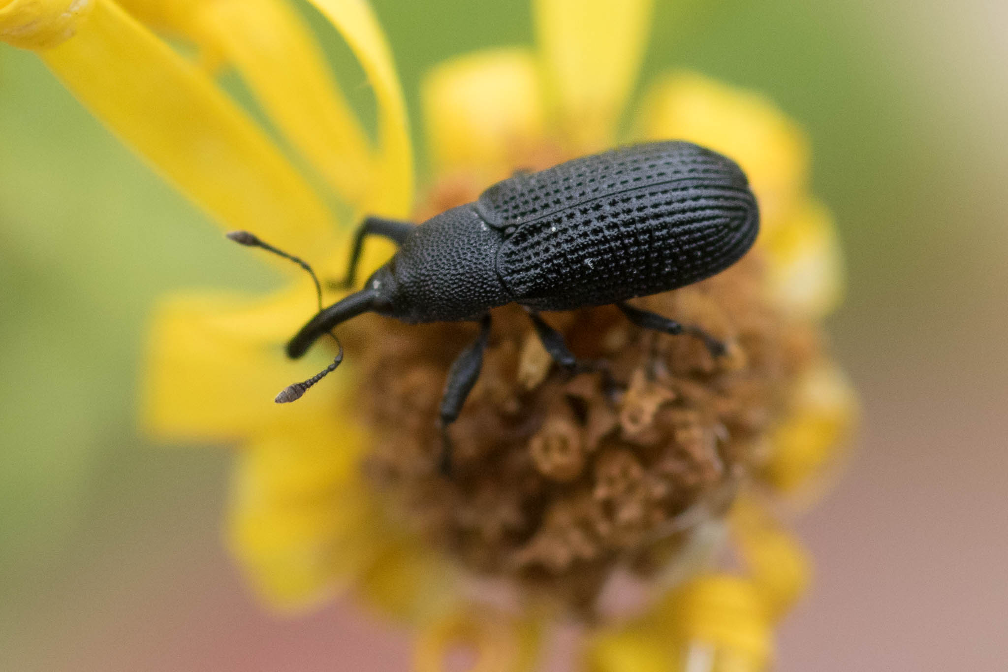 Magdalis memnonia (Magdalis memnonia)