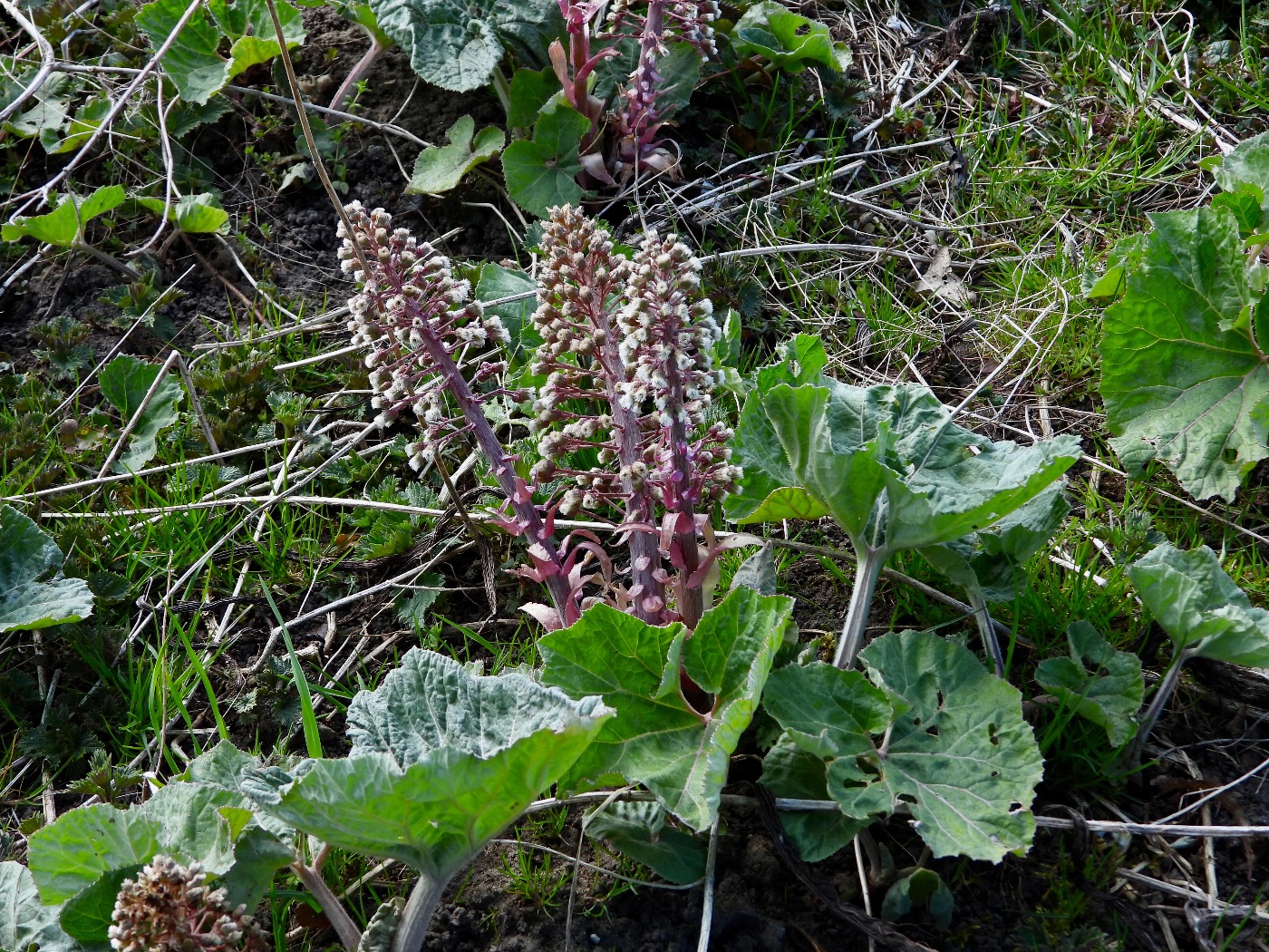 Rød Hestehov (Petasites hybridus)