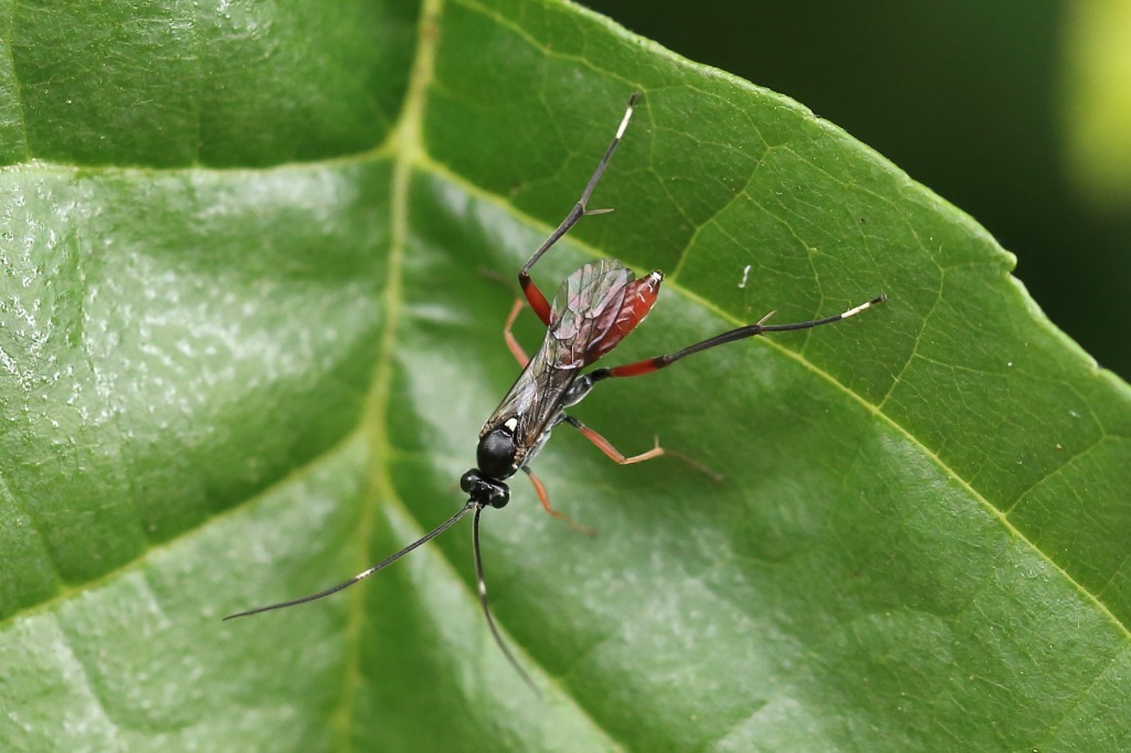 Exetastes adpressorius (Exetastes adpressorius)