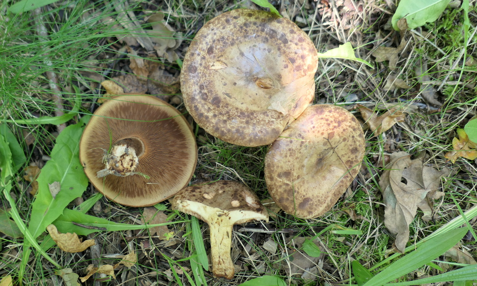 Mahognisporet Netbladhat (Paxillus obscurisporus)