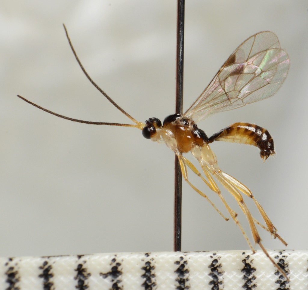 Aperileptus sp. (Aperileptus sp.)