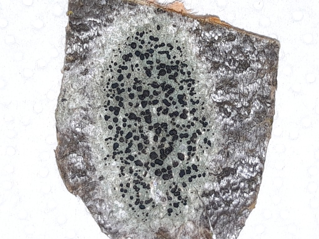 Vortet Skivelav (Lecidella euphorea)