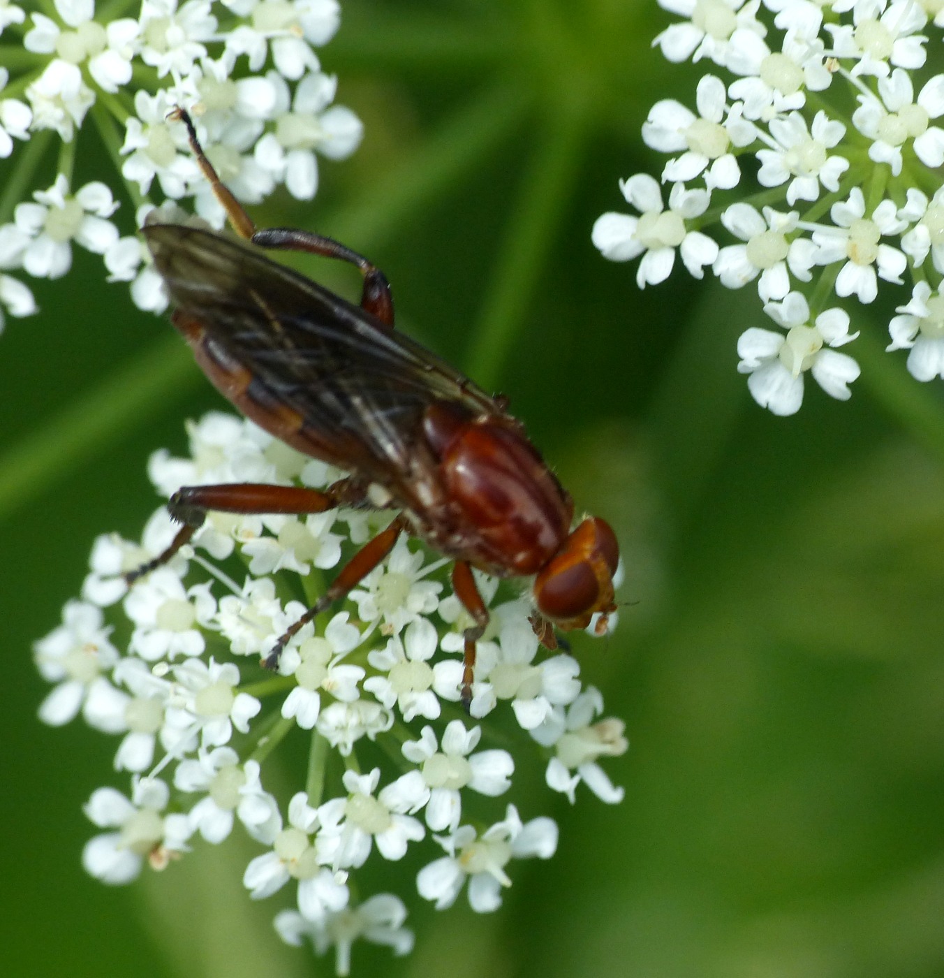 Bævreasp-Svirreflue (Hammerschmidtia ferruginea)
