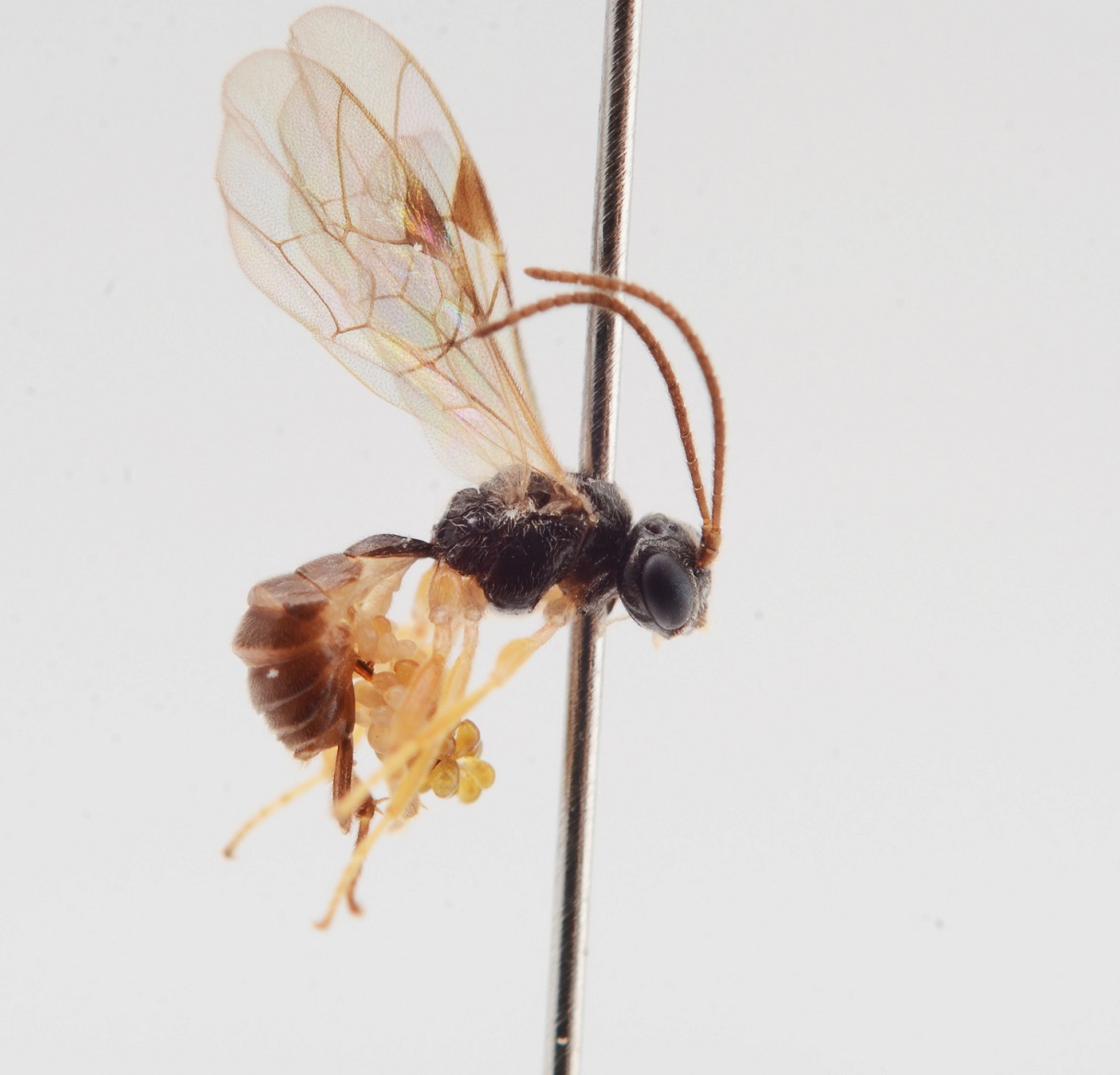 Polyblastus macrocentrus (Polyblastus macrocentrus)