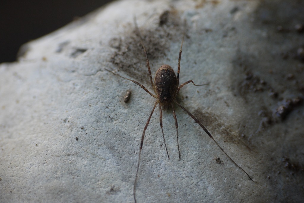 Oligolophus sp. (Oligolophus sp.)