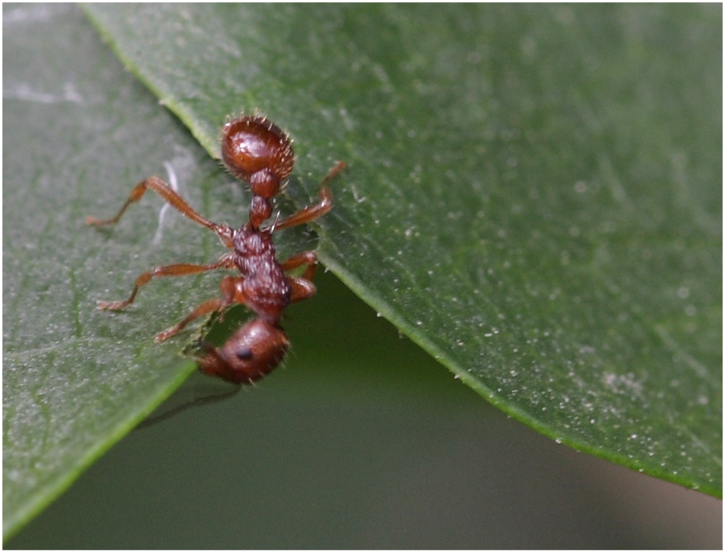 Stikmyre sp. (Myrmica sp.)