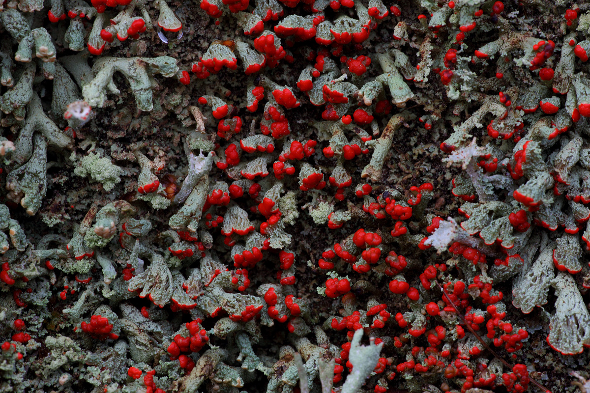 Tørve-Bægerlav (Cladonia incrassata)