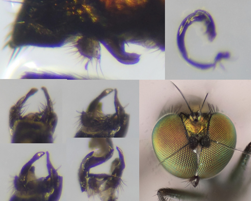 Chrysotus blepharosceles (Chrysotus blepharosceles)