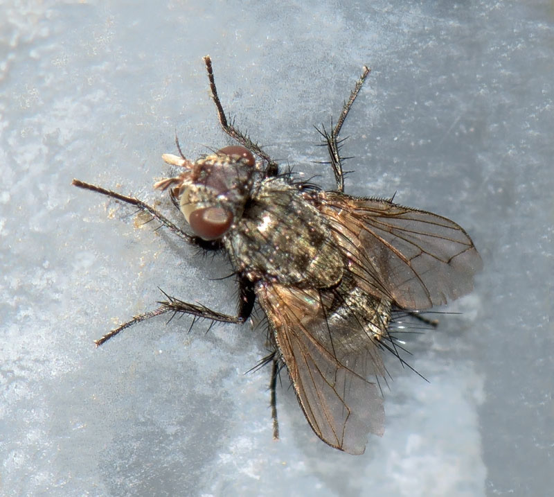Brachicheta strigata (Brachicheta strigata)