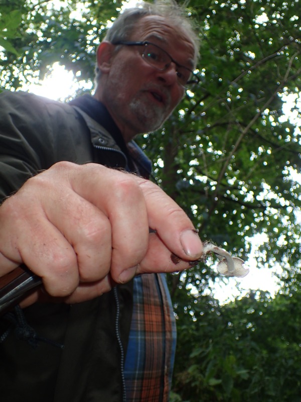 Grånende fagerhat (Tephrocybella griseonigrescens)