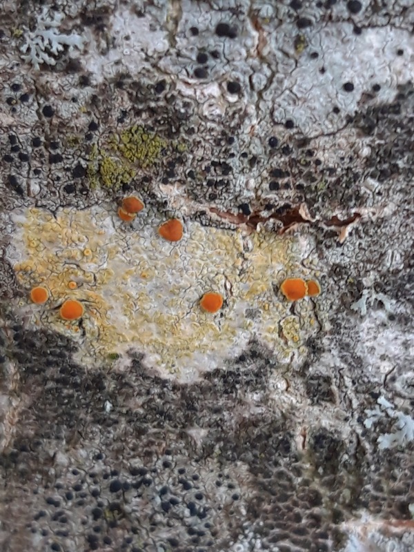 Aspe-Orangelav (Caloplaca flavorubescens)