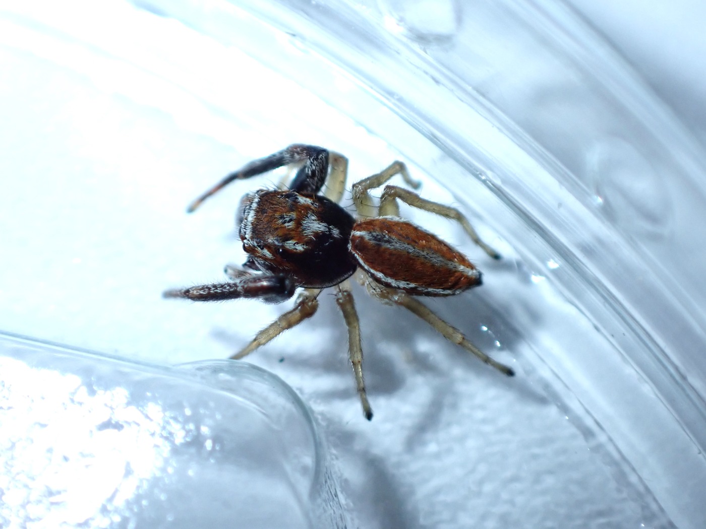 Icius hamatus (Icius hamatus)