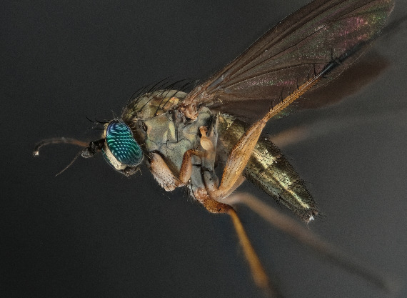 Hercostomus germanus (Hercostomus germanus)