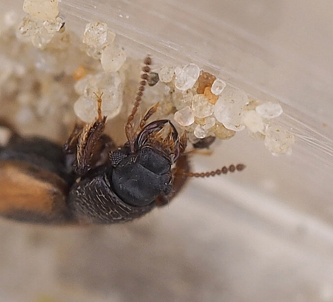 Bledius diota (Bledius diota)