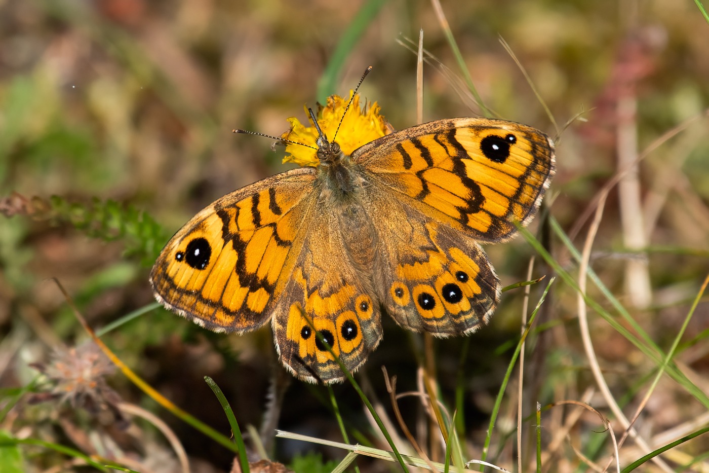 Vejrandøje (Lasiommata megera)