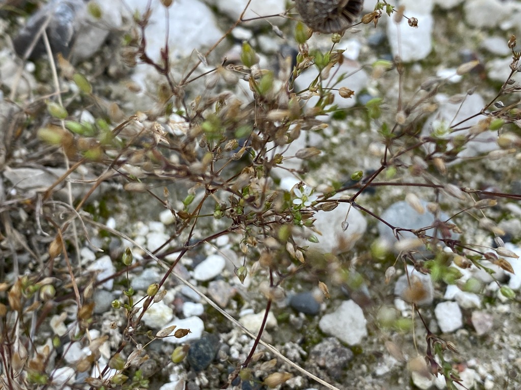 Finbladet Norel (Minuartia hybrida)