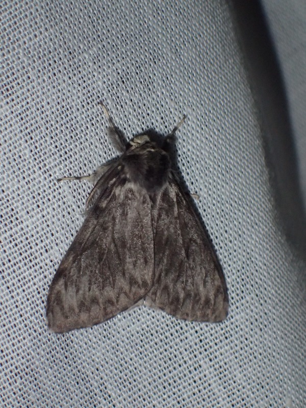 Nonne (Lymantria monacha)