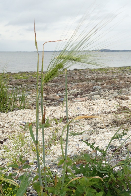 Seksradet Byg (Hordeum vulgare var. vulgare)
