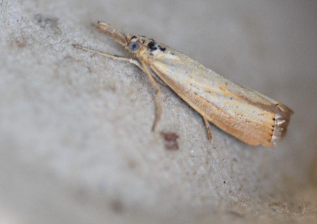 Agriphila sp. (Agriphila sp.)