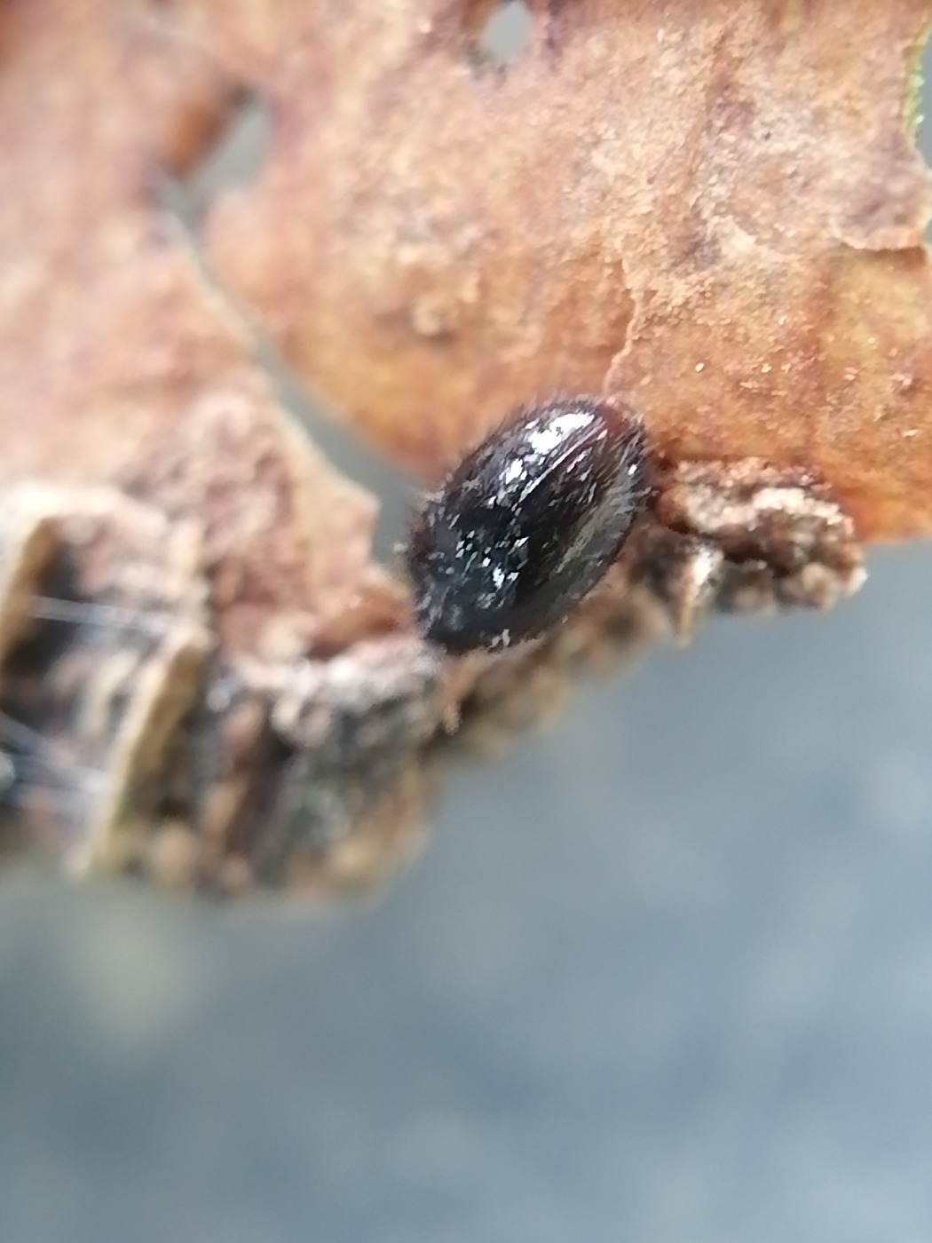 Trinodes hirtus (Trinodes hirtus)