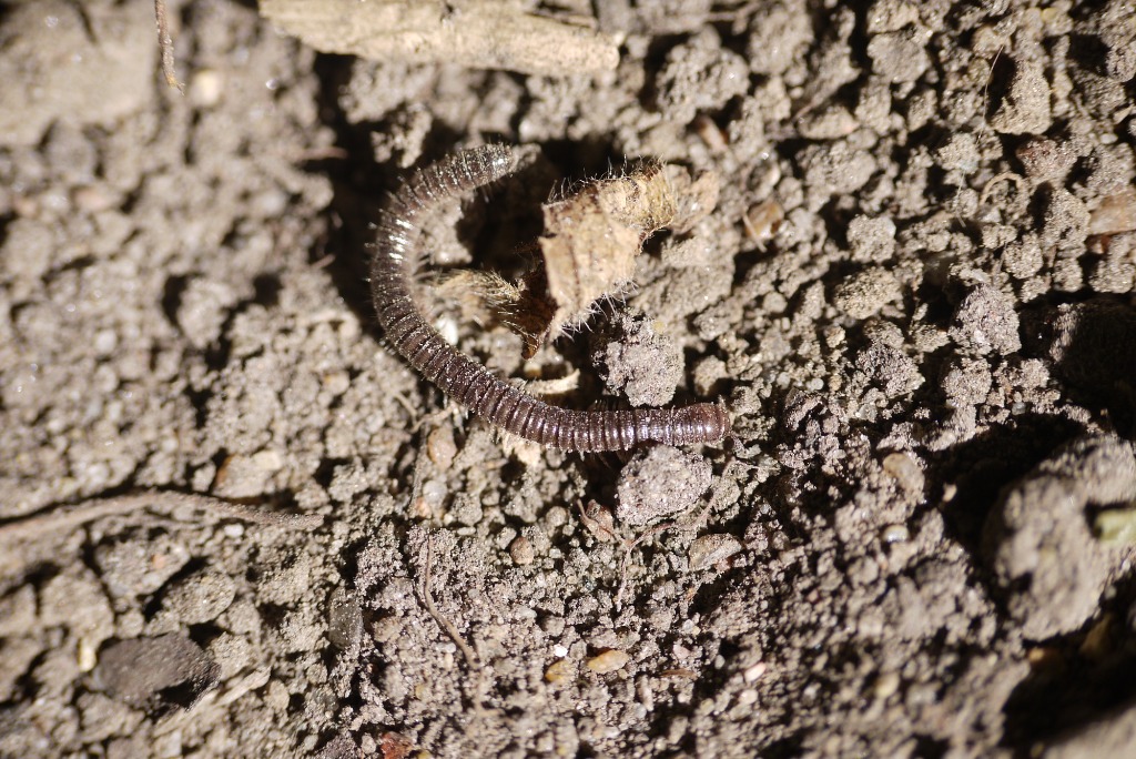 Unciger foetidus (Unciger foetidus)