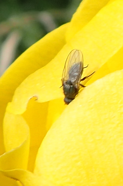 Chiastocheta inermella (Chiastocheta inermella)