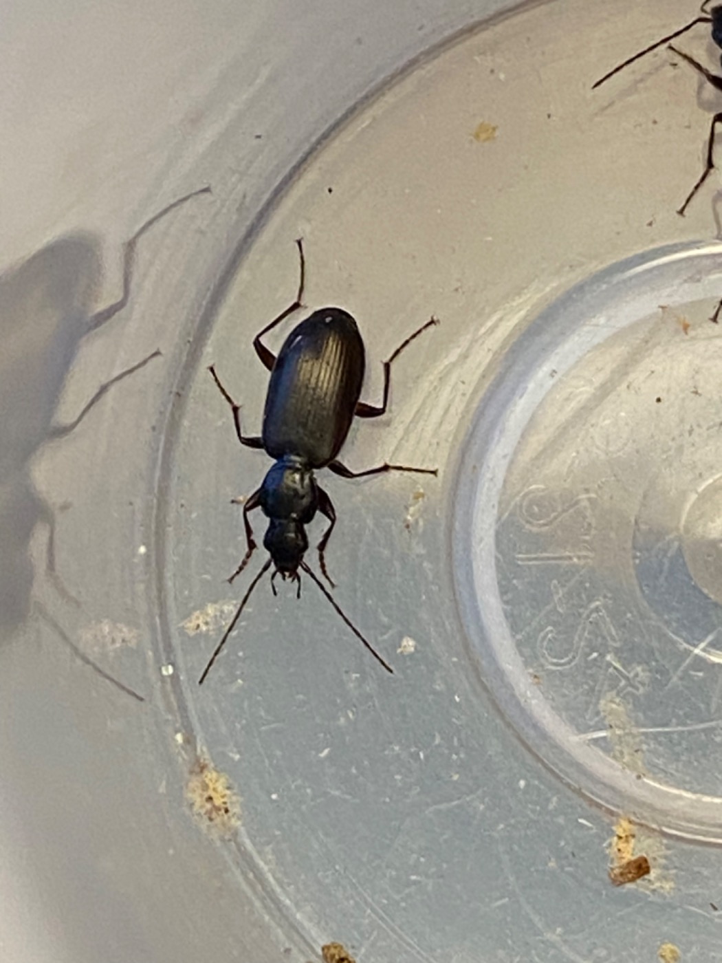 Løbebille sp. (Carabus sp.)