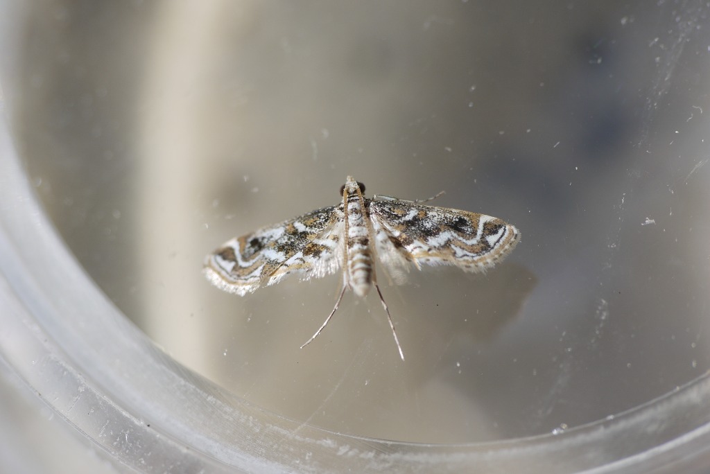 Parapoynx diminutalis (Parapoynx diminutalis)