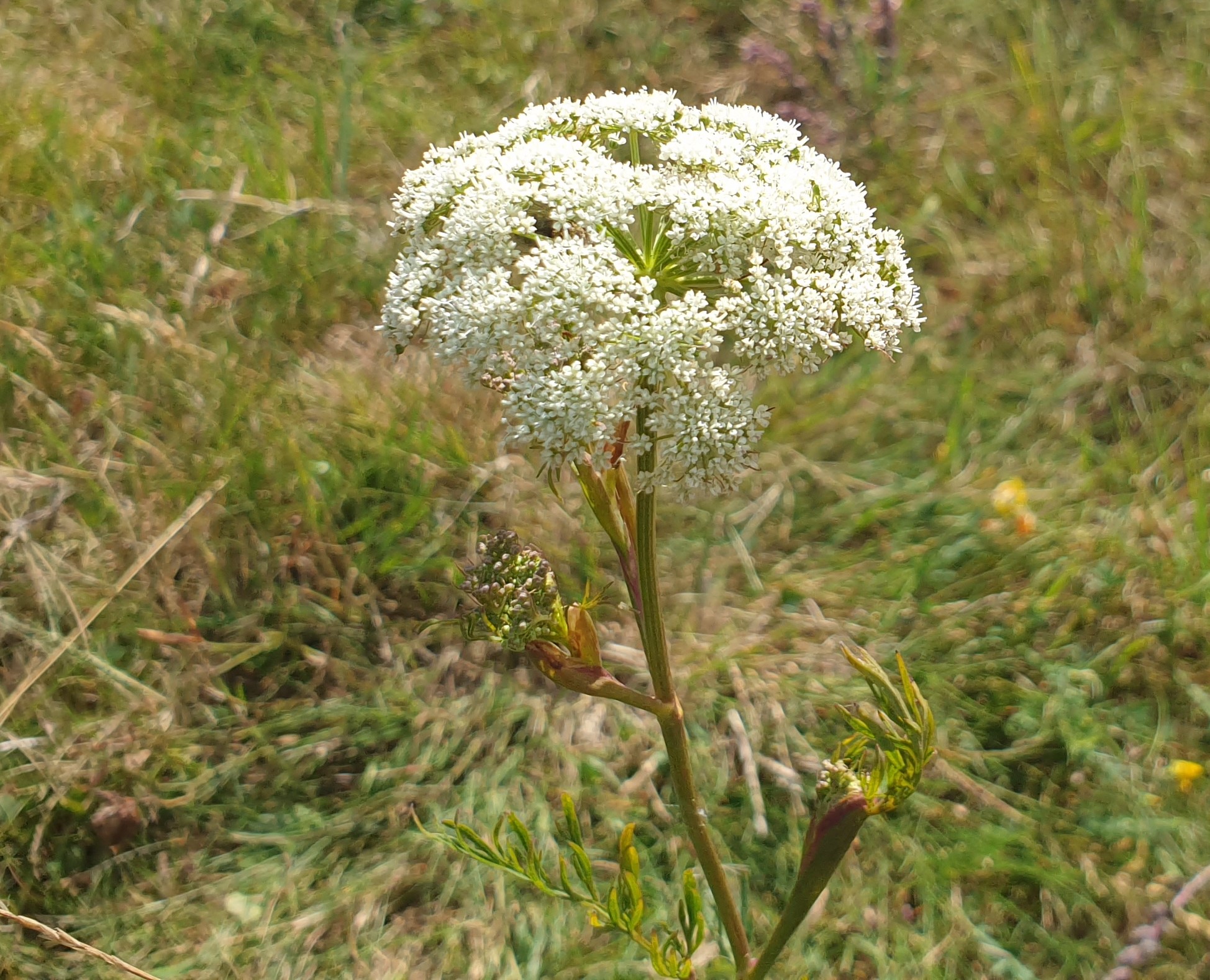 Brændeskærm (Selinum dubium)