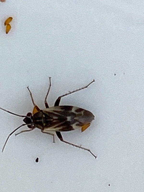 Monosynamma sp. (Monosynamma sp.)