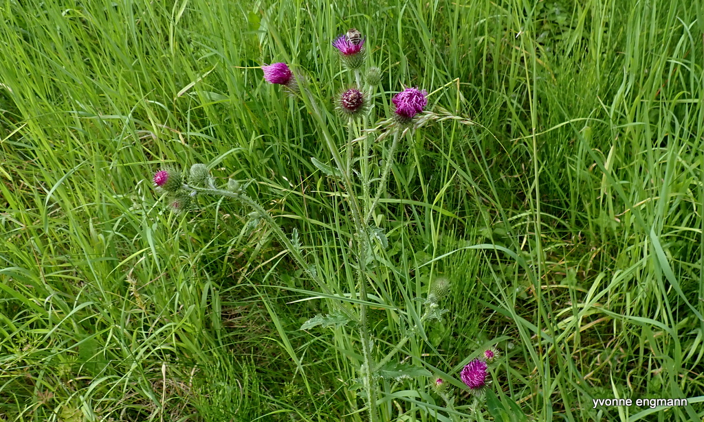 Kruset Tidsel (Carduus crispus)