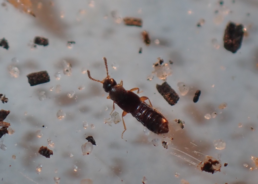 Phloeopora testacea (Phloeopora testacea)