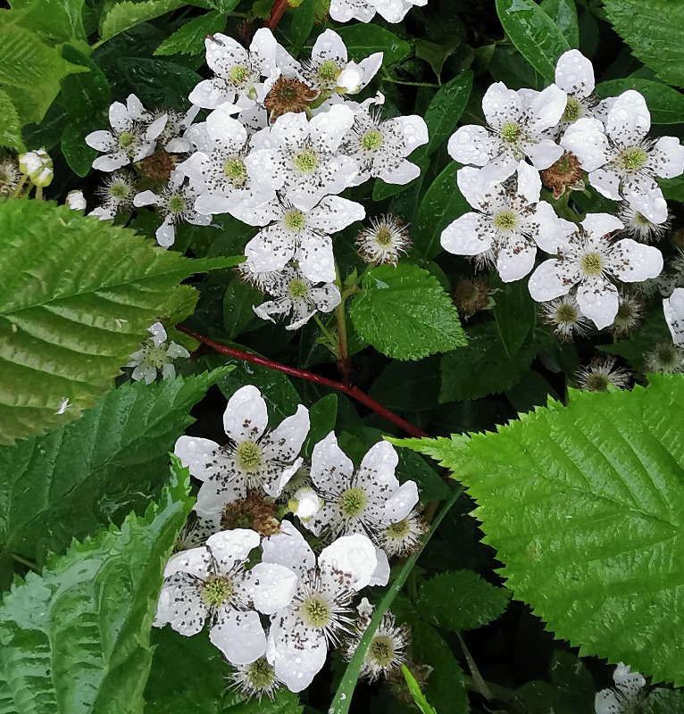Rubus pergratus (Rubus pergratus)