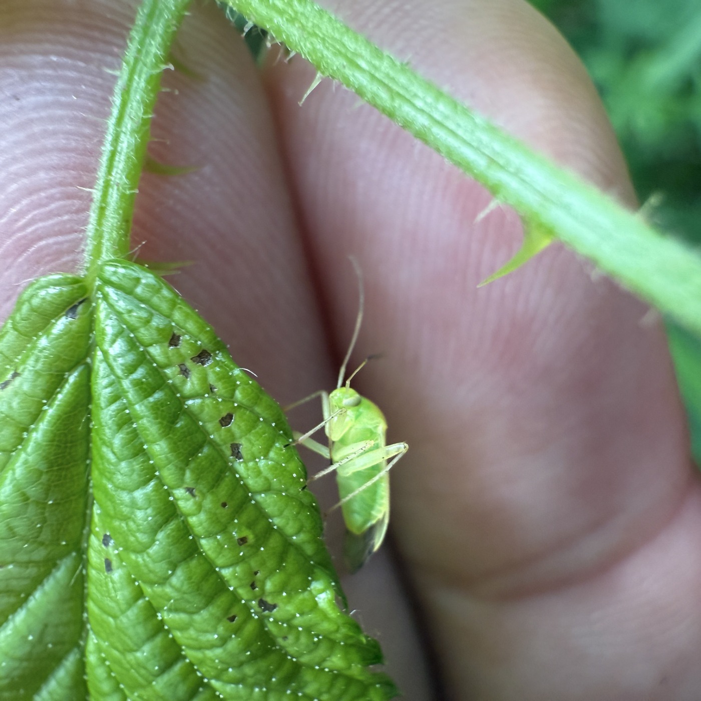 Birkeblomstertæge (Neolygus contaminatus)
