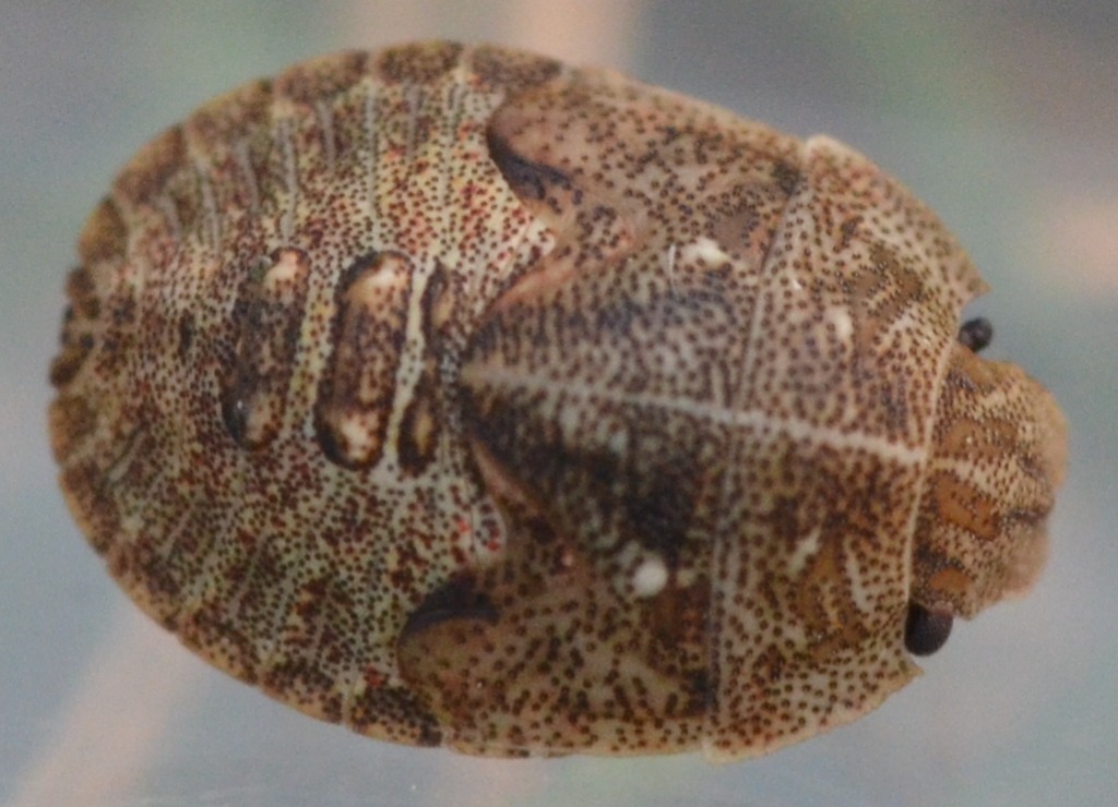 Krogtæge (Podops inunctus)
