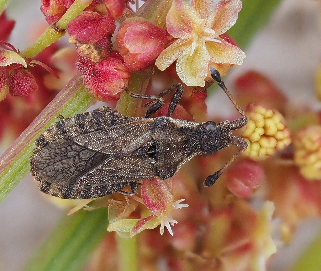 Rødknærandtæge (Spathocera dalmanii)