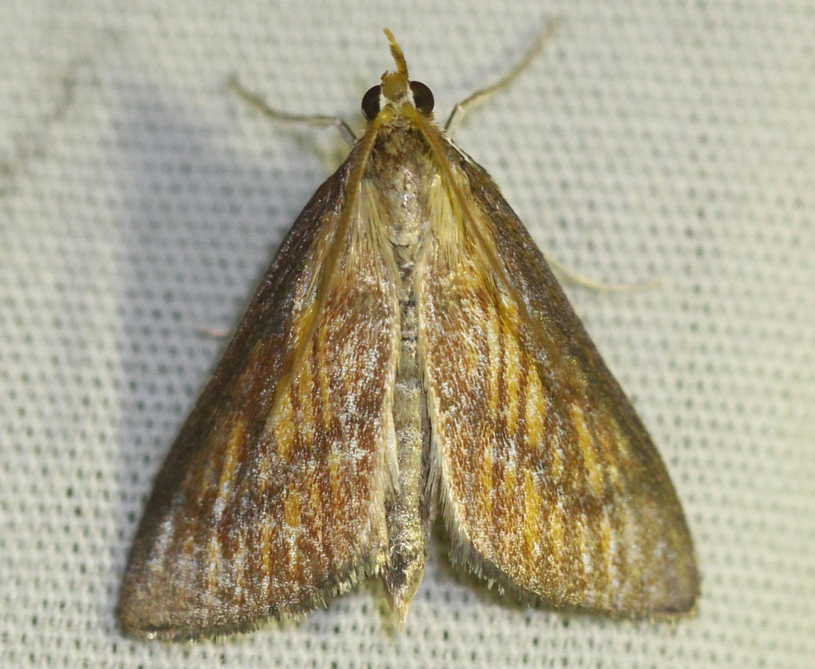 Starhalvmøl (Nascia cilialis)