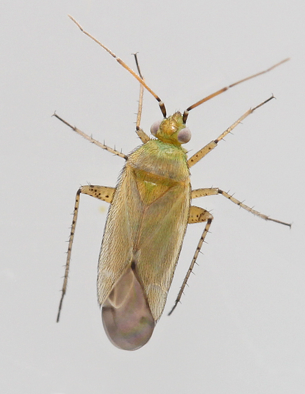 Rækkeplettet Blomstertæge (Plagiognathus chrysanthemi)