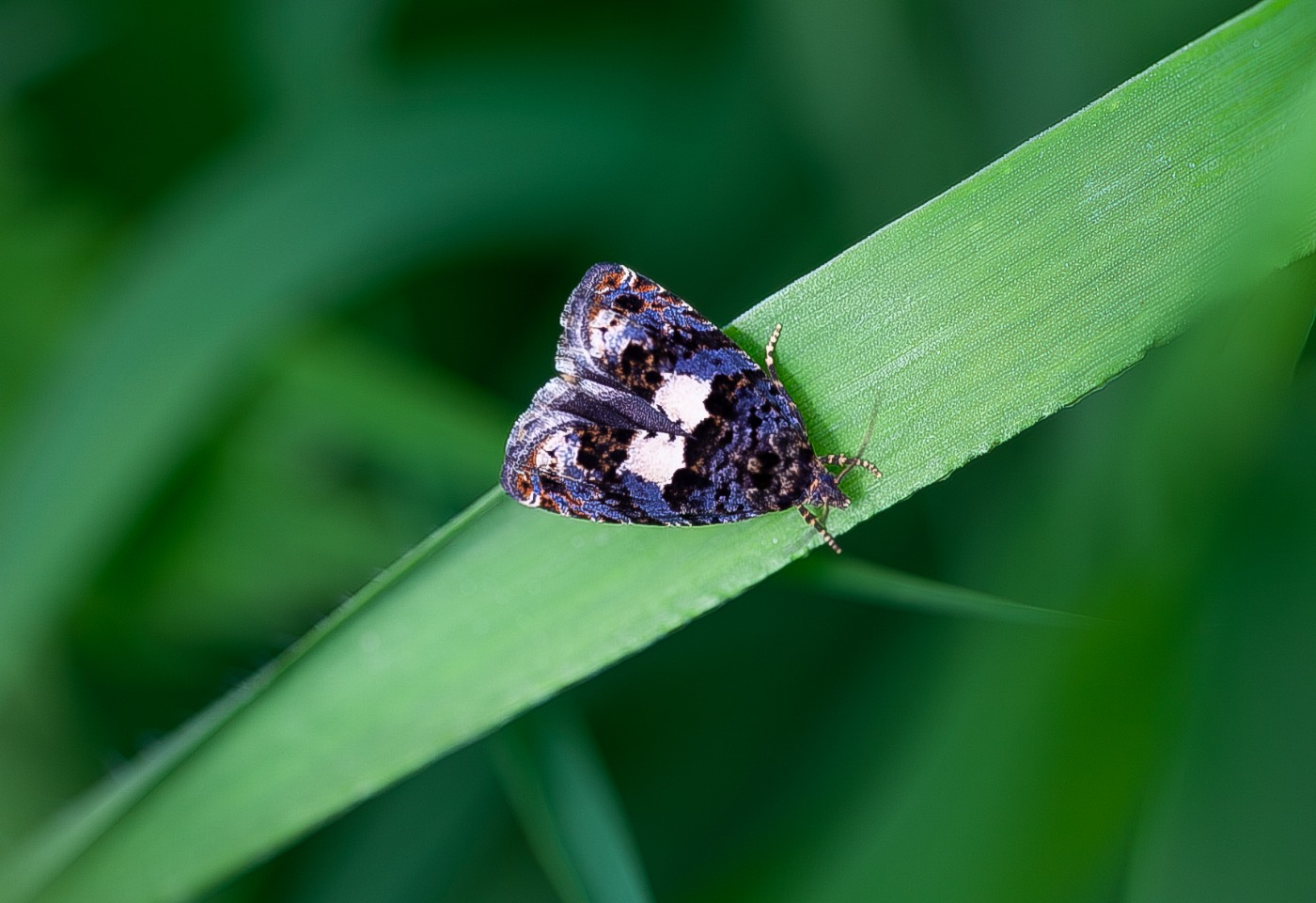 Følfodrodvikler (Epiblema sticticana)