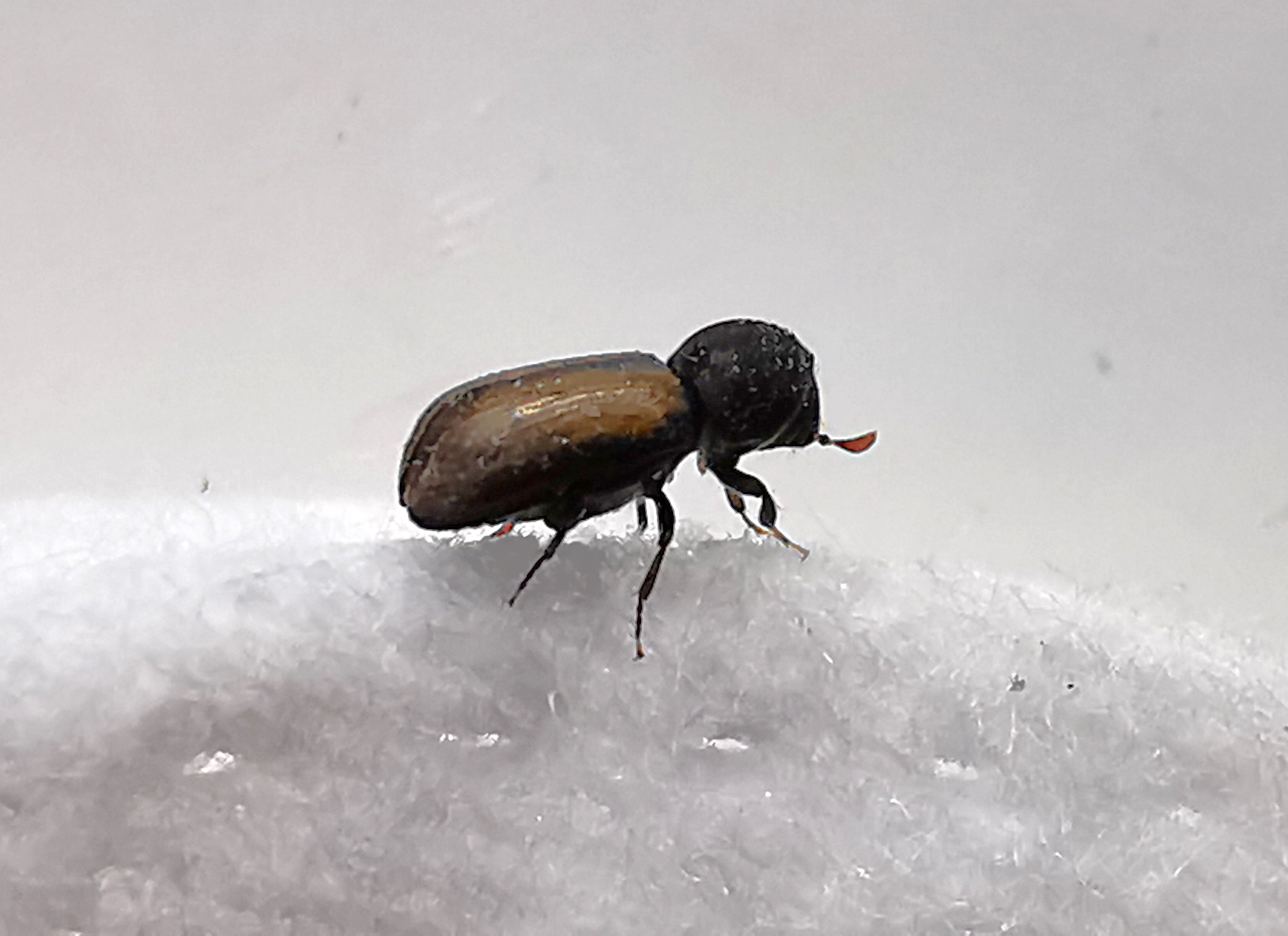 Gul Vedborer (Trypodendron domesticum)