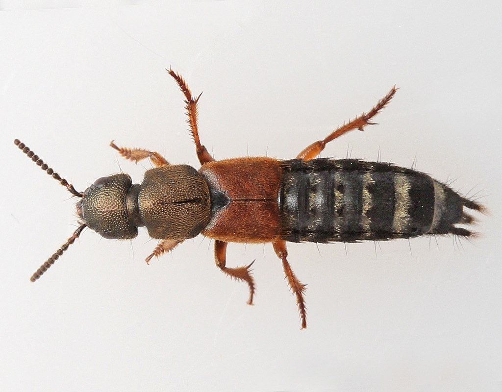 Platydracus latebricola (Platydracus latebricola)