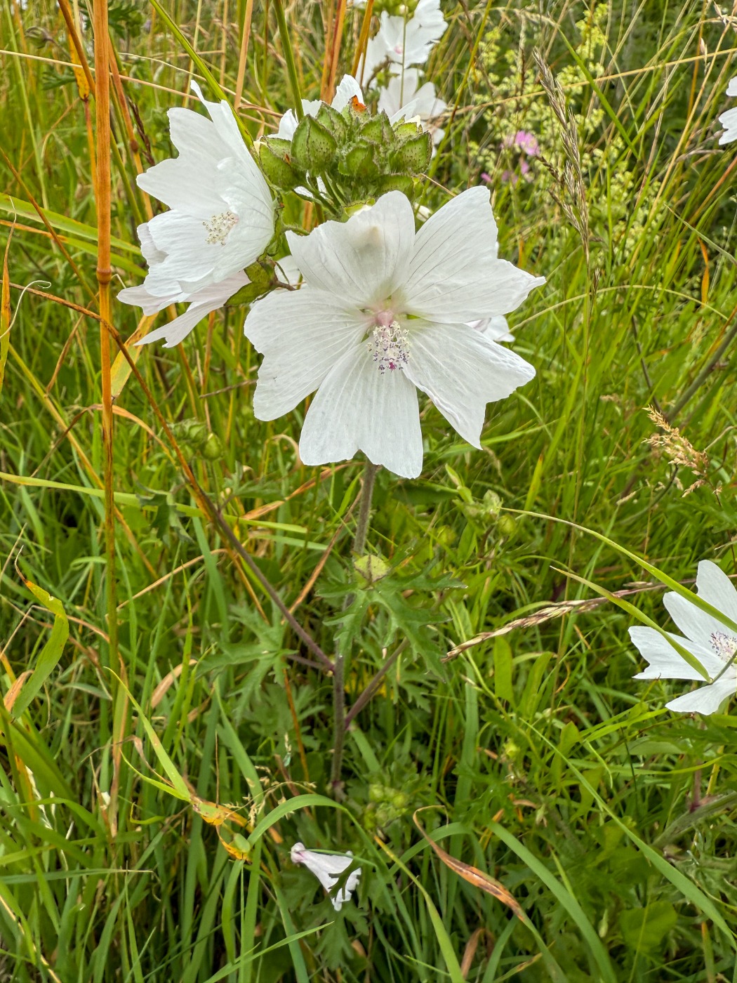 Moskus-Katost (Malva moschata)