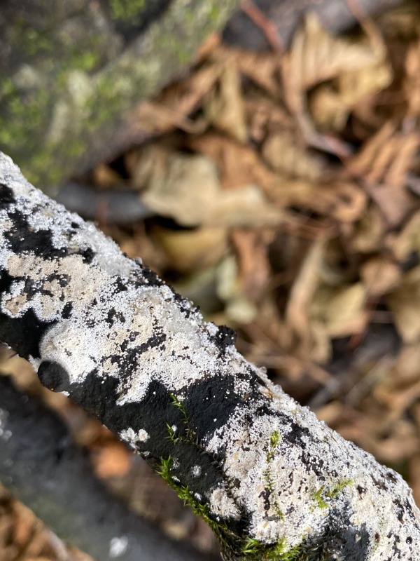 Almindelig Pigtrådshinde (Subulicystidium longisporum)