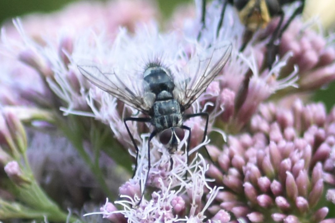 Dinera ferina (Dinera ferina)